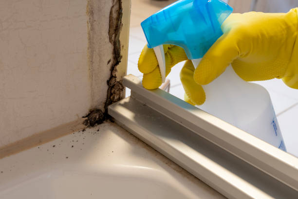 Best Commercial Mold Remediation in West Hammond, NM