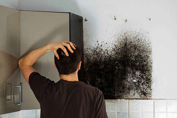Best Attic Mold Remediation in West Hammond, NM