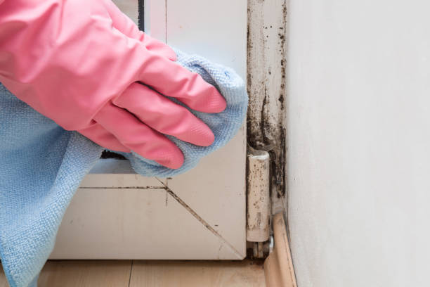 Best Health and Safety Mold Remediation in West Hammond, NM